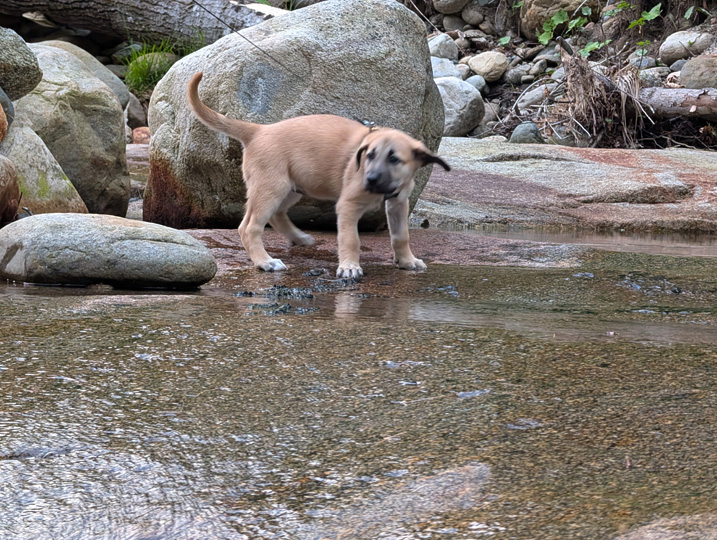 chinook dog